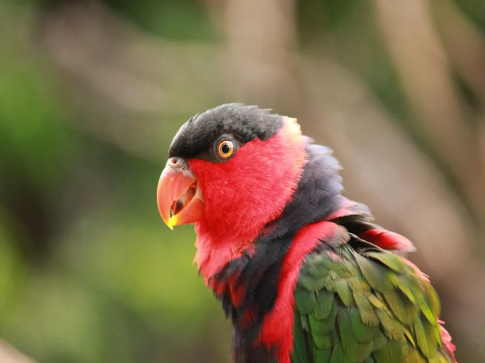 Adelaide Zoo