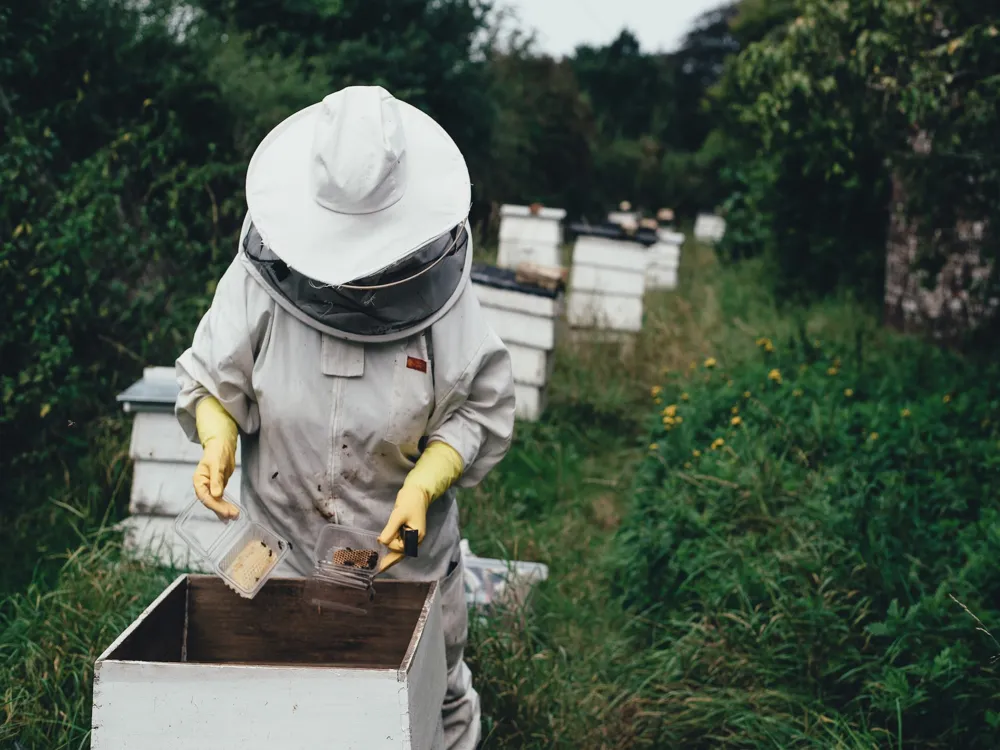 Beehive Corner