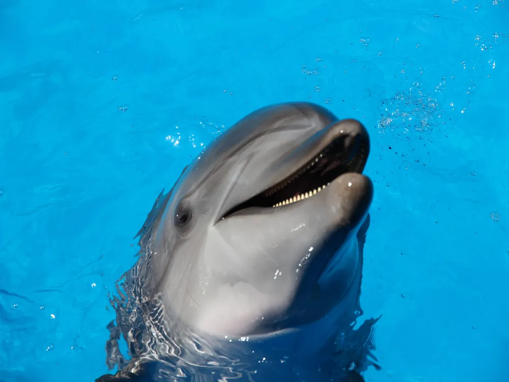 Agadir Dolphin World