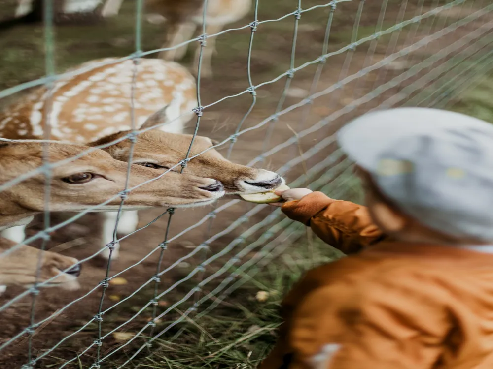 Kamla Nehru Zoo