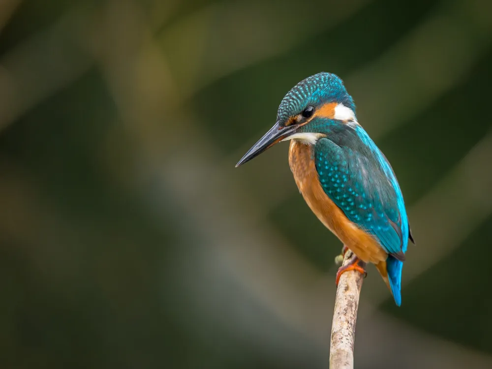 Nalsarovar Bird Sanctuary