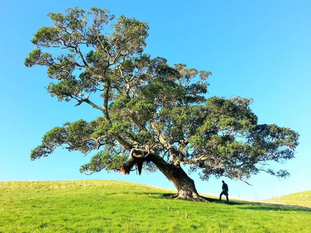 One Tree Hill Garden