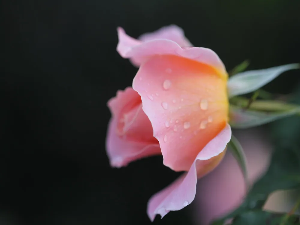 Auckland Botanic Garden