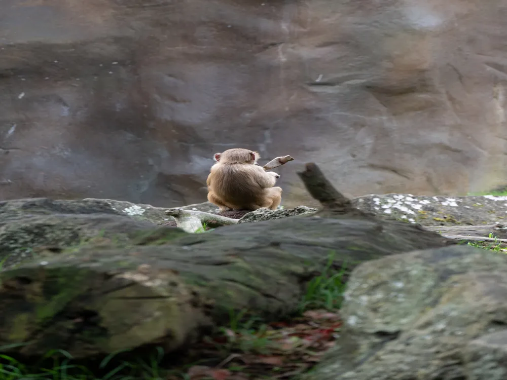 Auckland Zoo