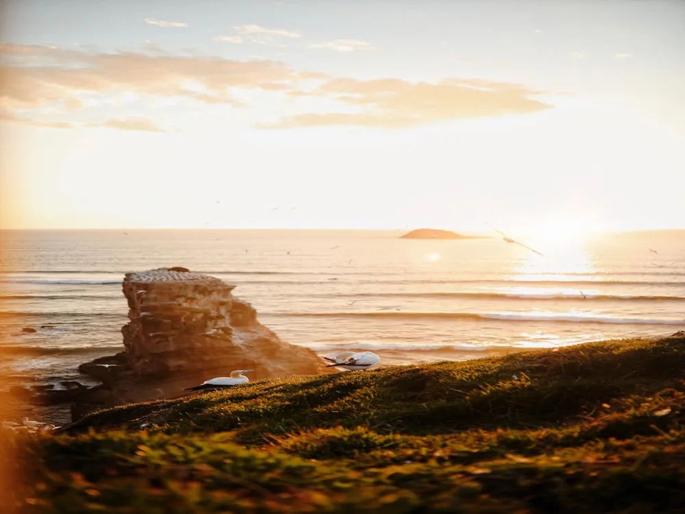 Muriwai Beach