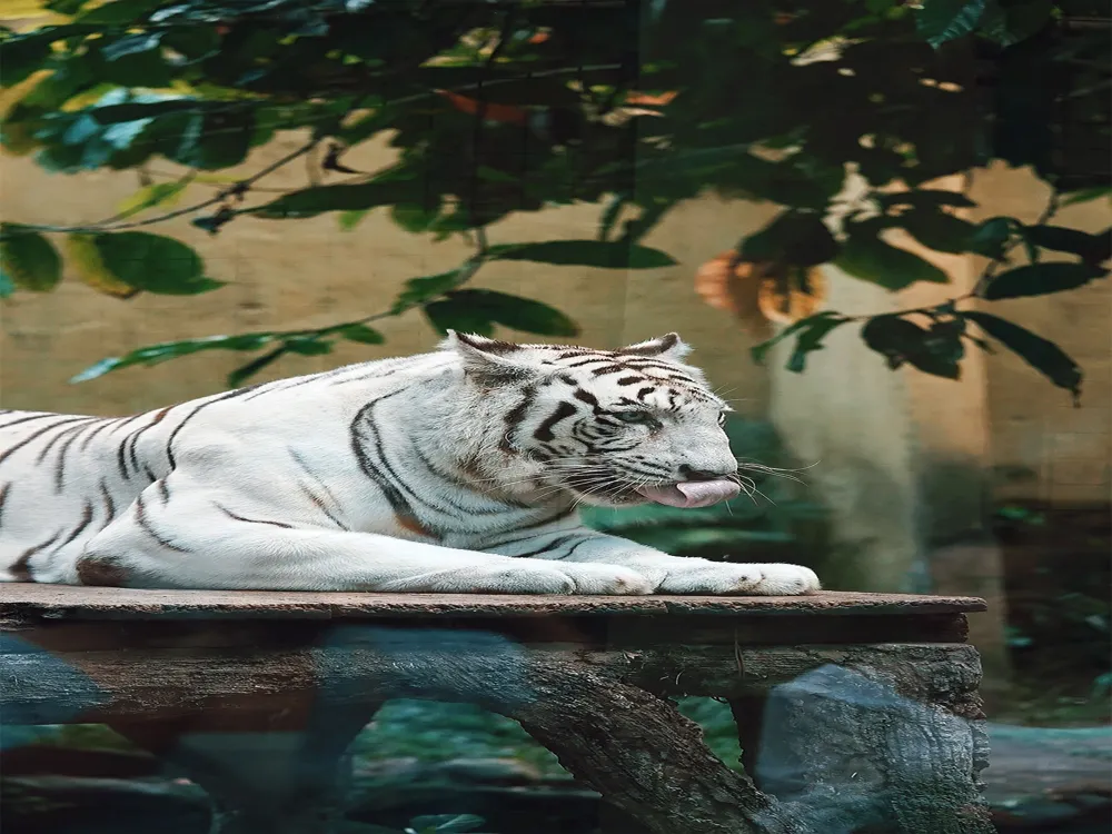 Bali Zoo