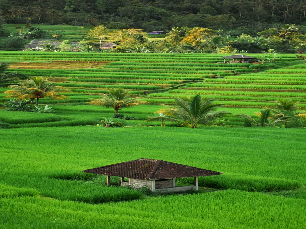 Jatiluwih Rice Fields