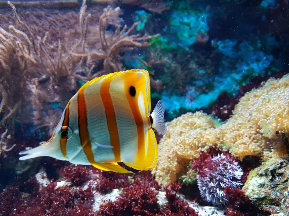 Bangalore Aquarium