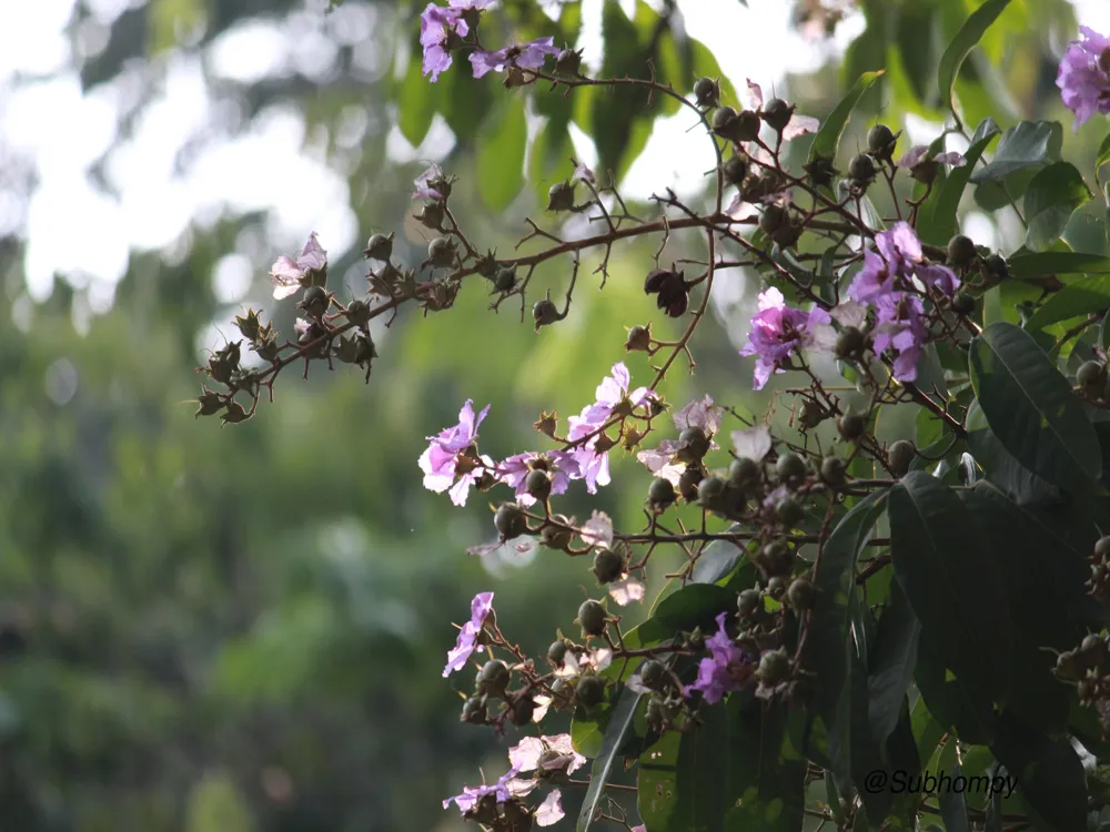 Lalbagh