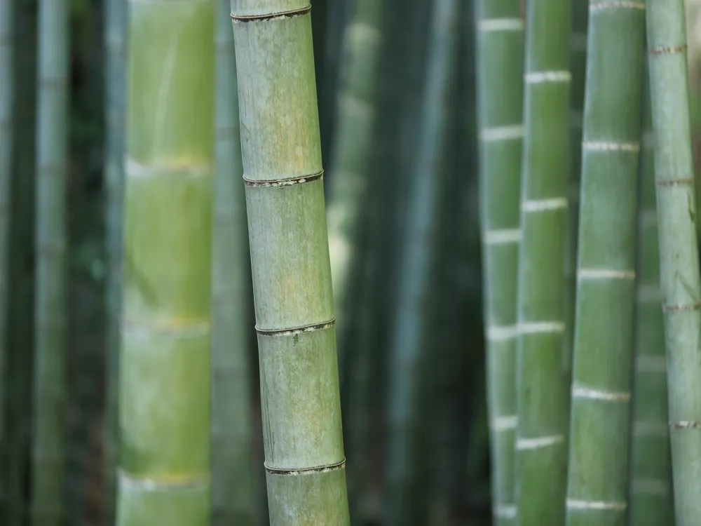 Ride the Bamboo Train