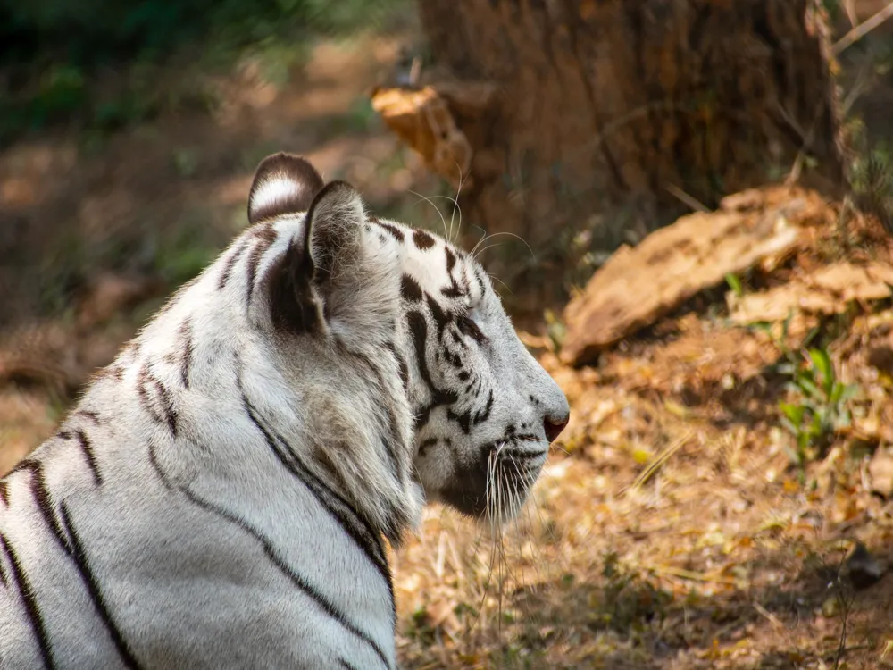 Nandankanan Zoological Park