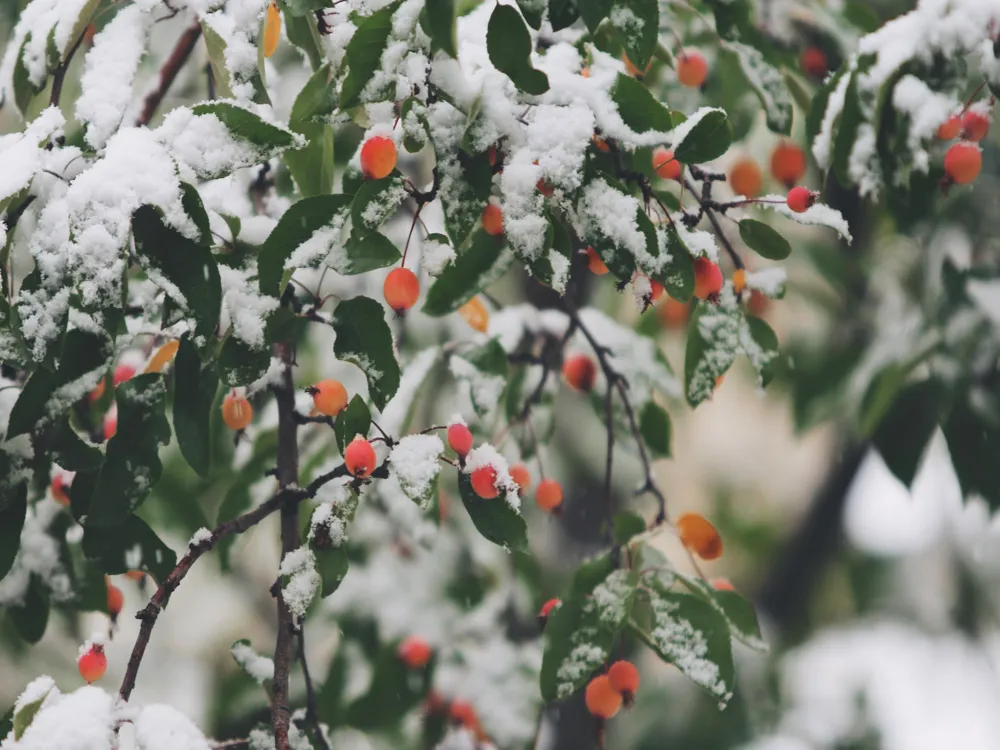 Winter Gardens