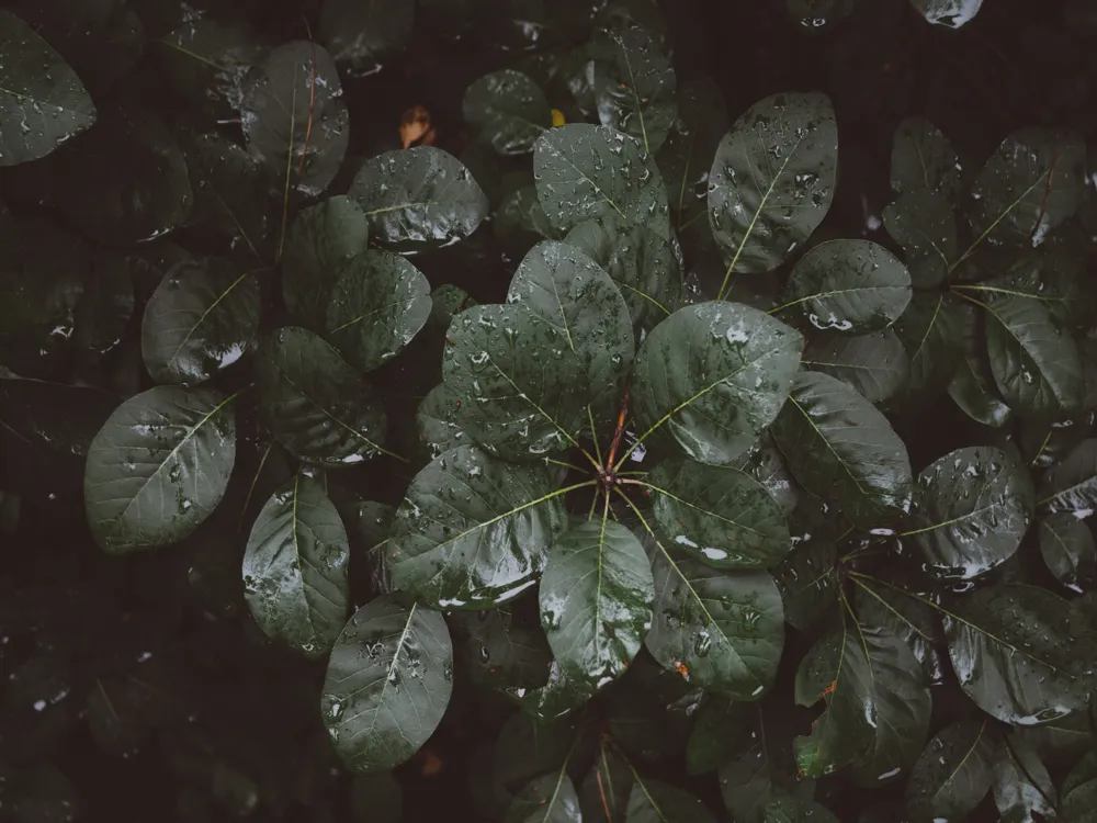 Arnold Arboretum of Harvard University