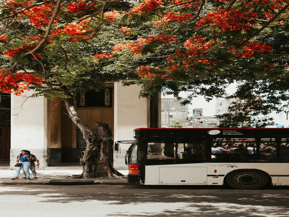 Bus Tours at Cairns