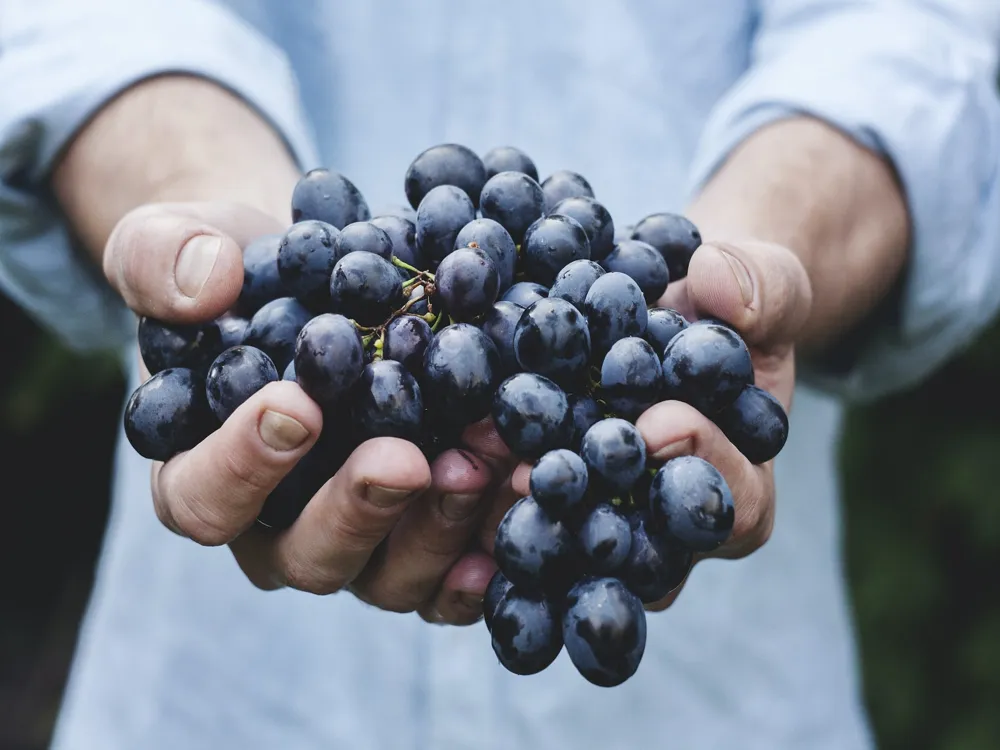 Canberra Wine Tour