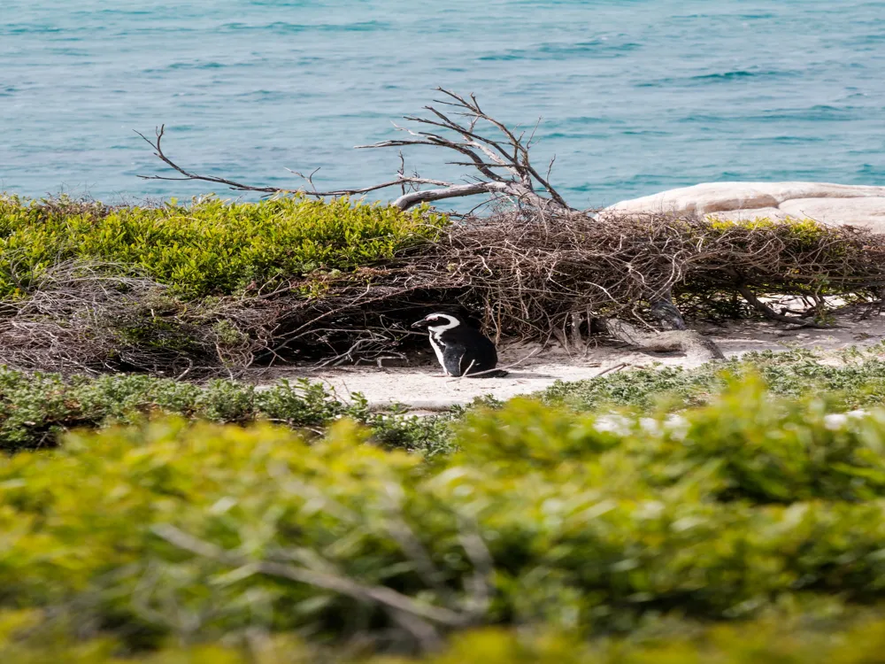 Boulders Penguin Colony