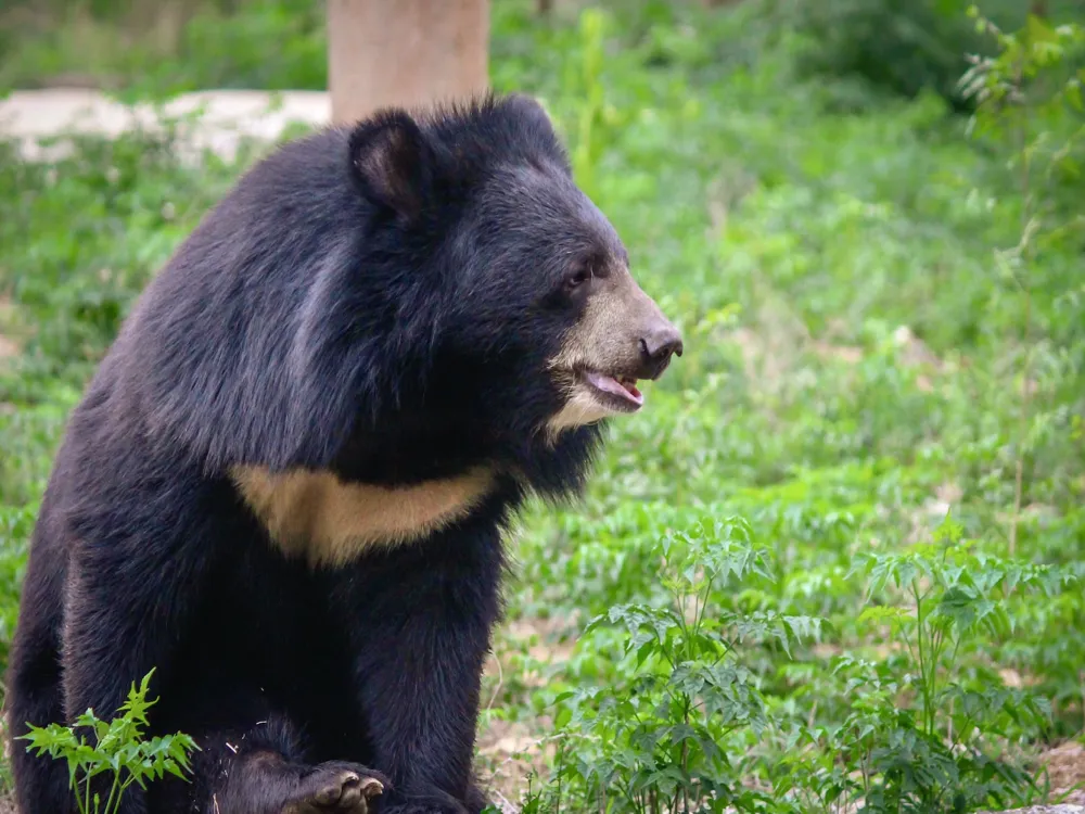 Arignar Anna Zoological Park