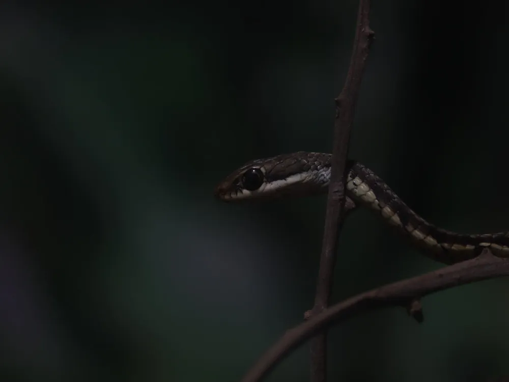 Guindy National Park