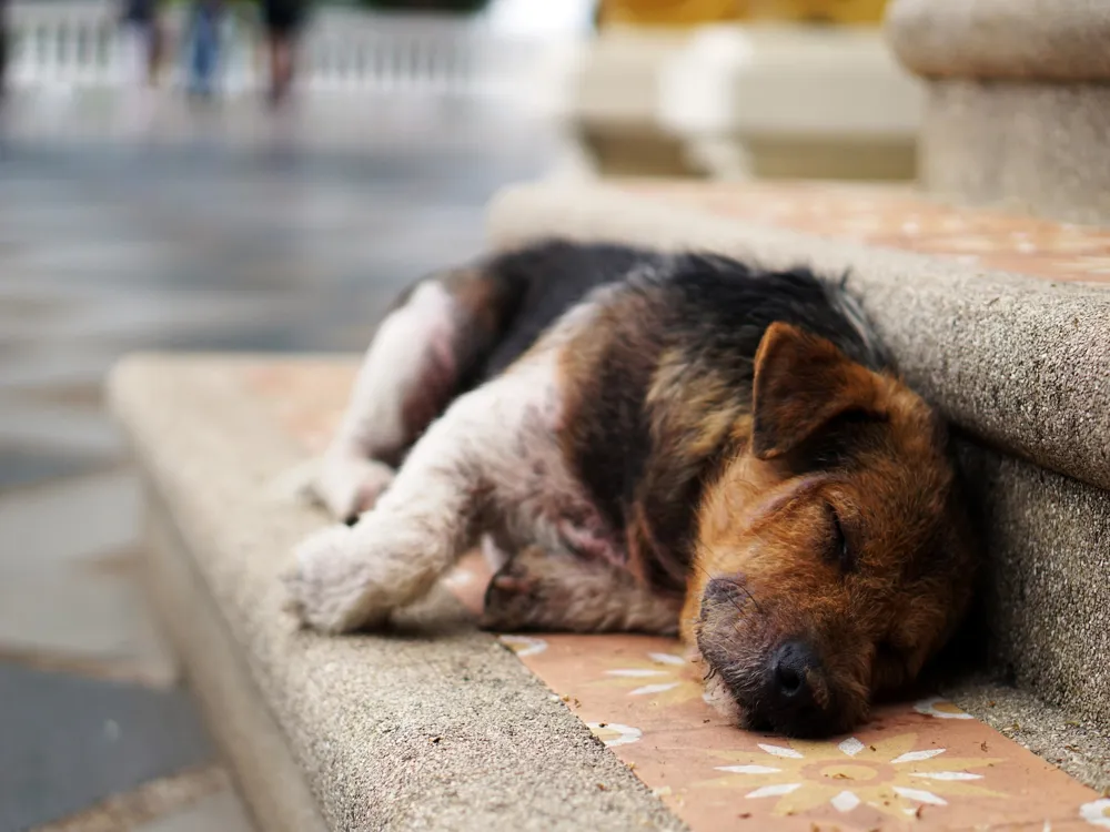 Nightlife in Chiang Mai