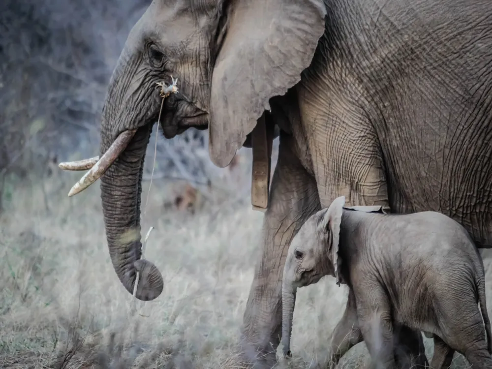 Patara Elephant Farm