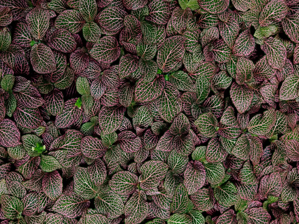 Garfield Park Conservatory