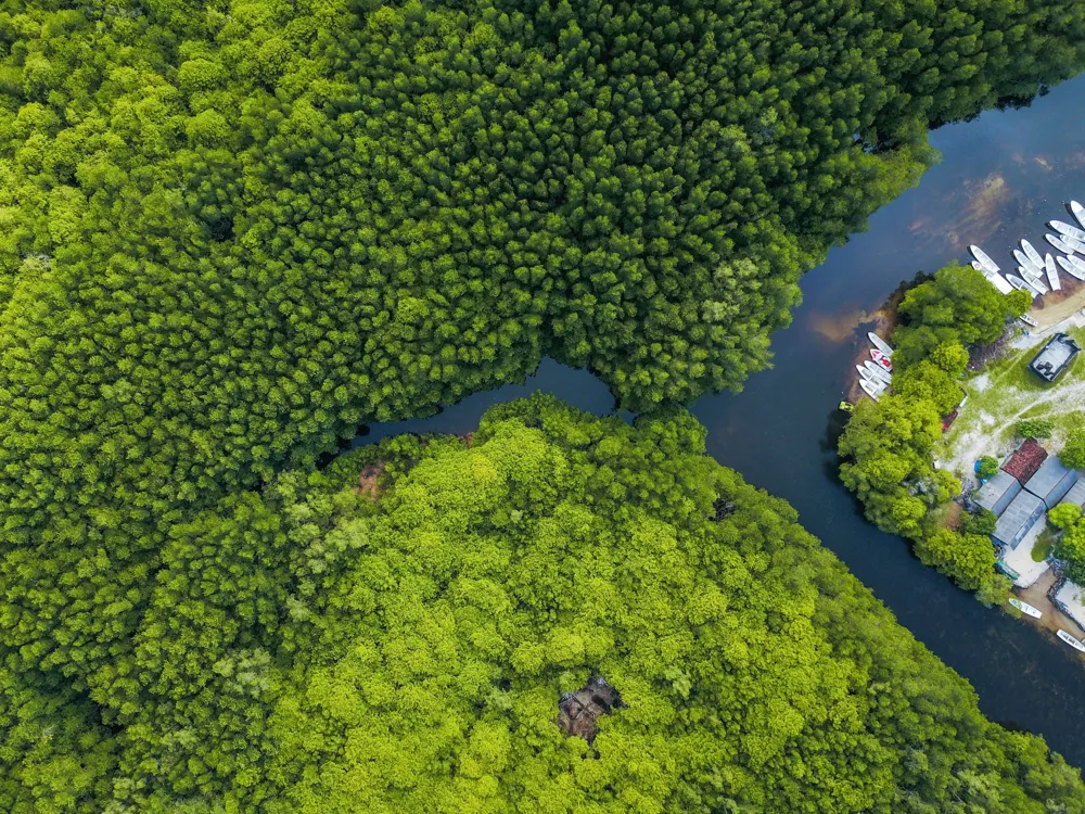 Pichavaram Mangrove Forests