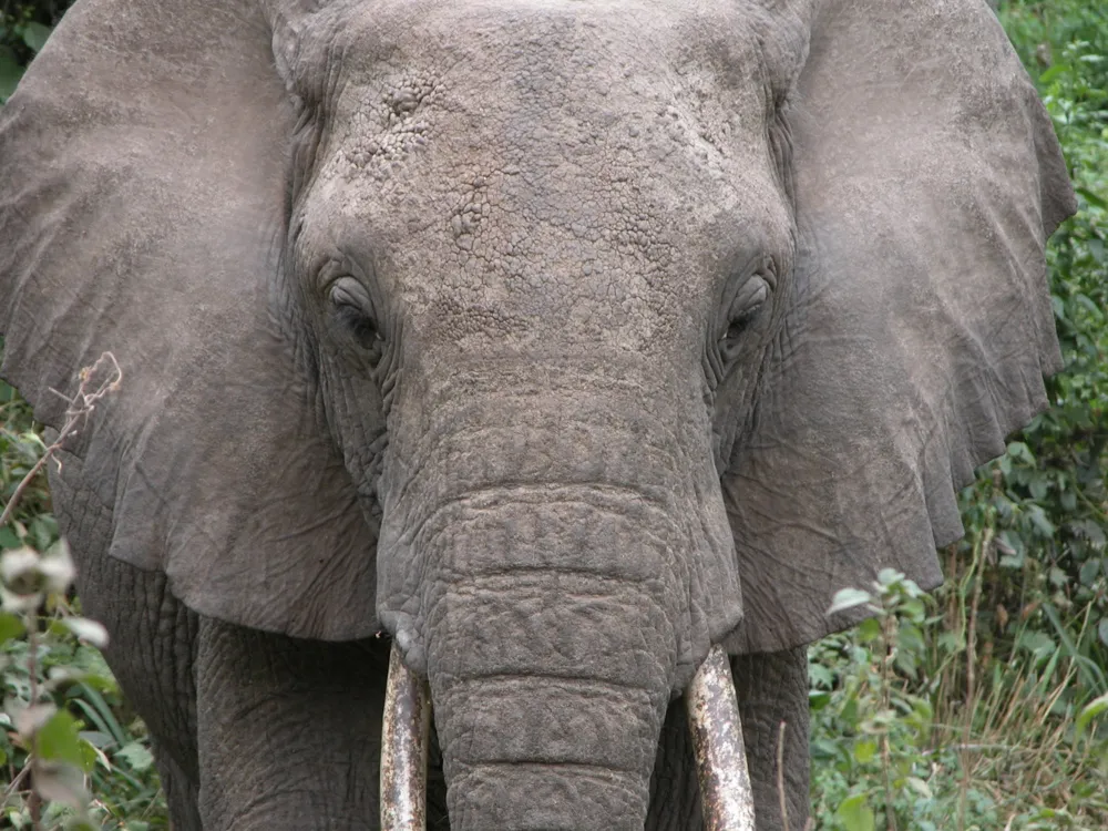 Elephant Ride in Corbett National Park