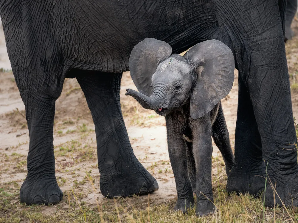 Elephant Safari at Jim Corbett