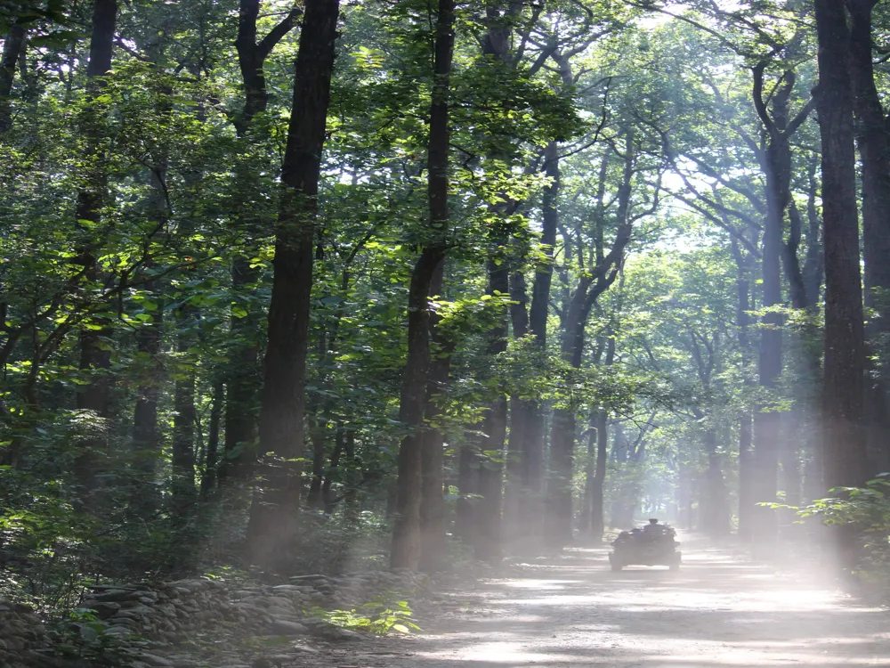 Jungle Safari in Corbett National Park