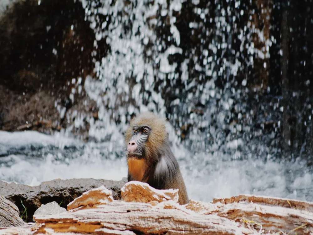 Dallas Zoo