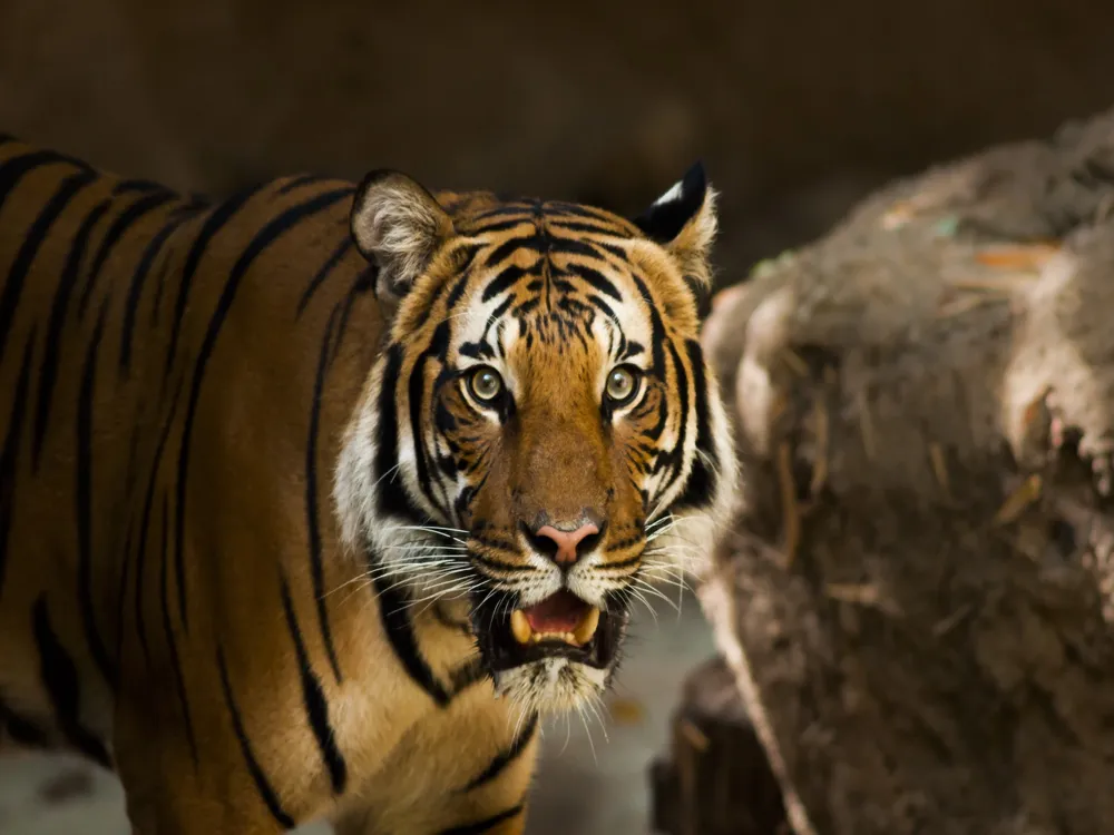 Kali Tiger Reserve