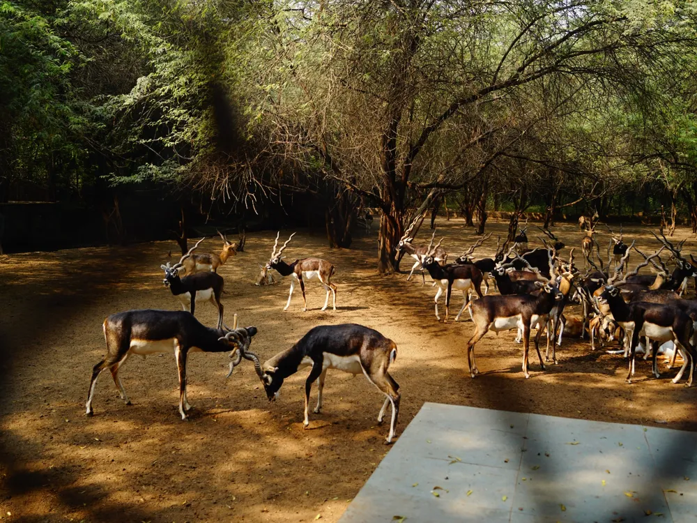 Delhi Zoo