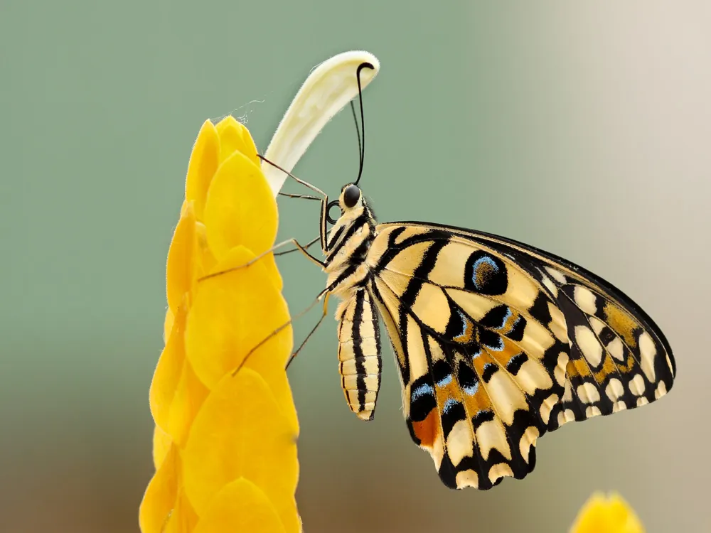 Dubai Butterfly Garden