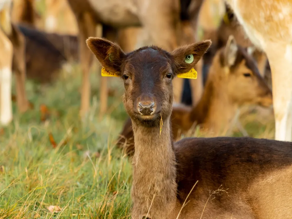 Phoenix Park