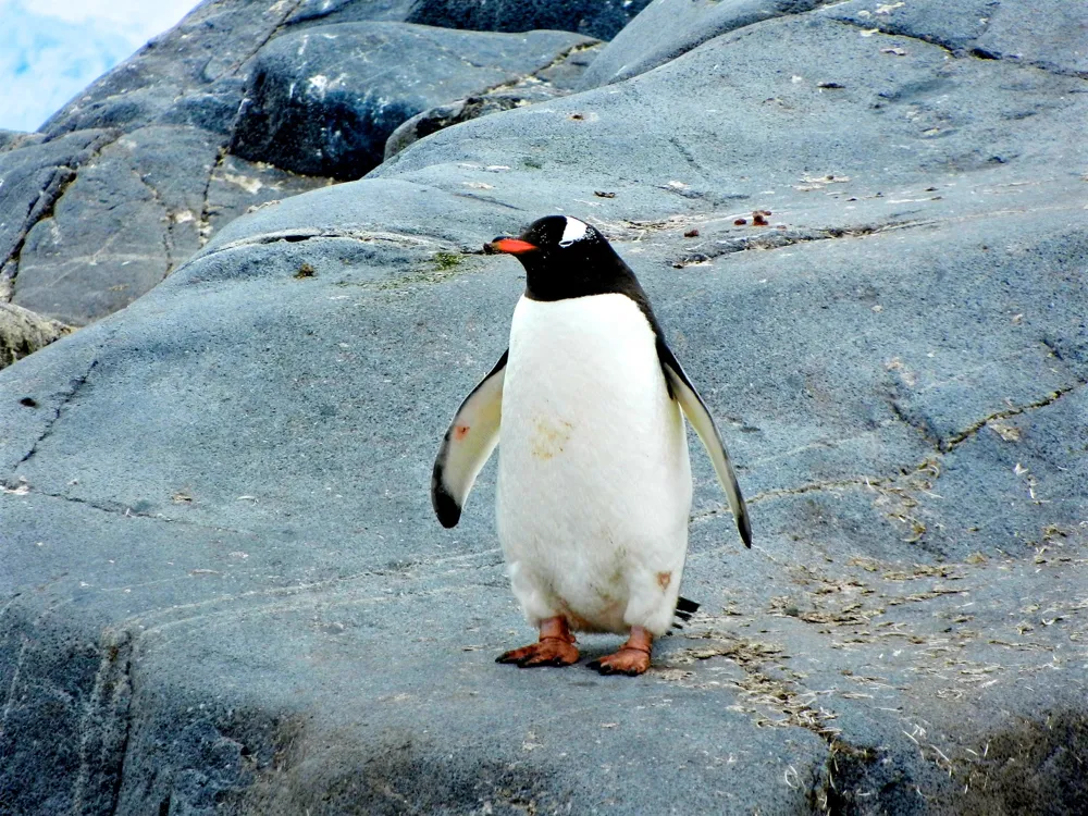 Penguin Place