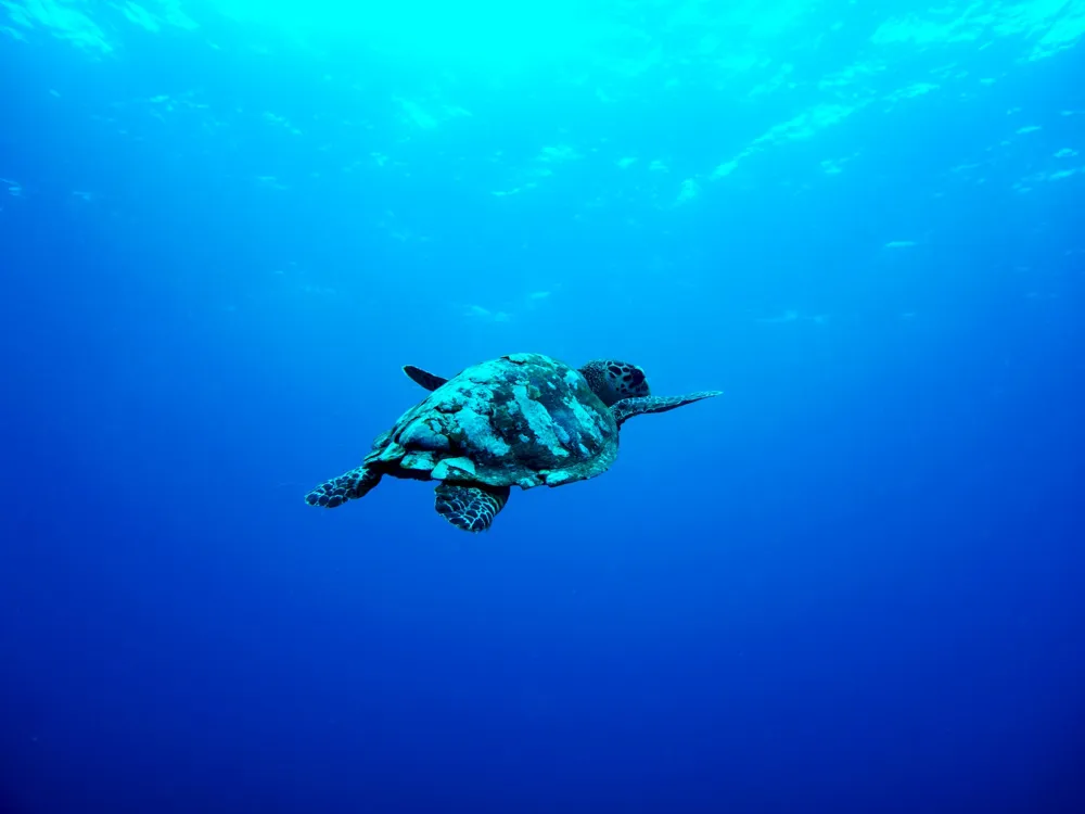 Scuba Diving in Gili Trawangan