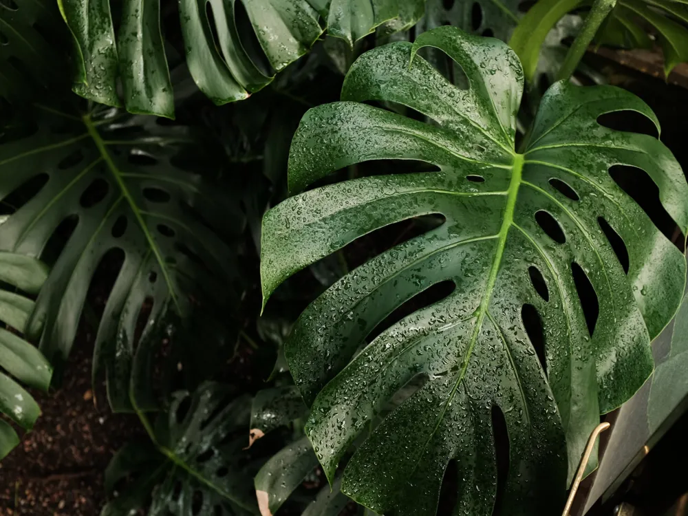 Glasgow Botanic Gardens