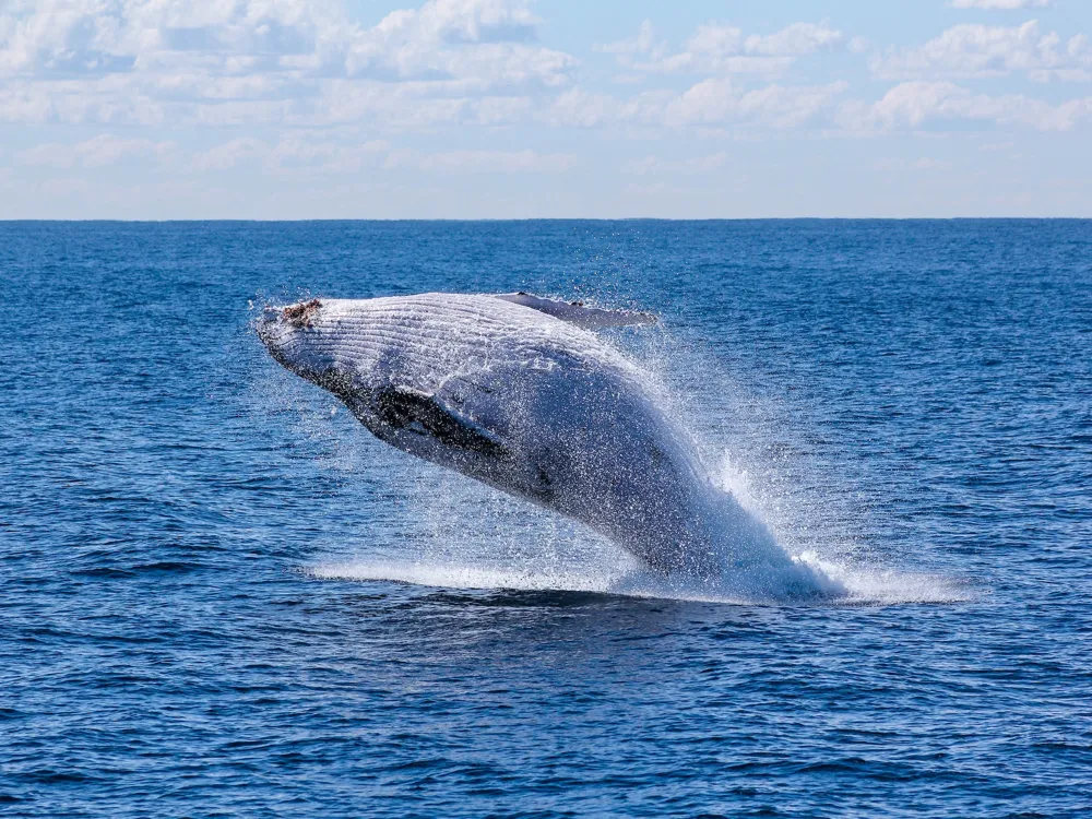 Whale Watching in Gold Coast