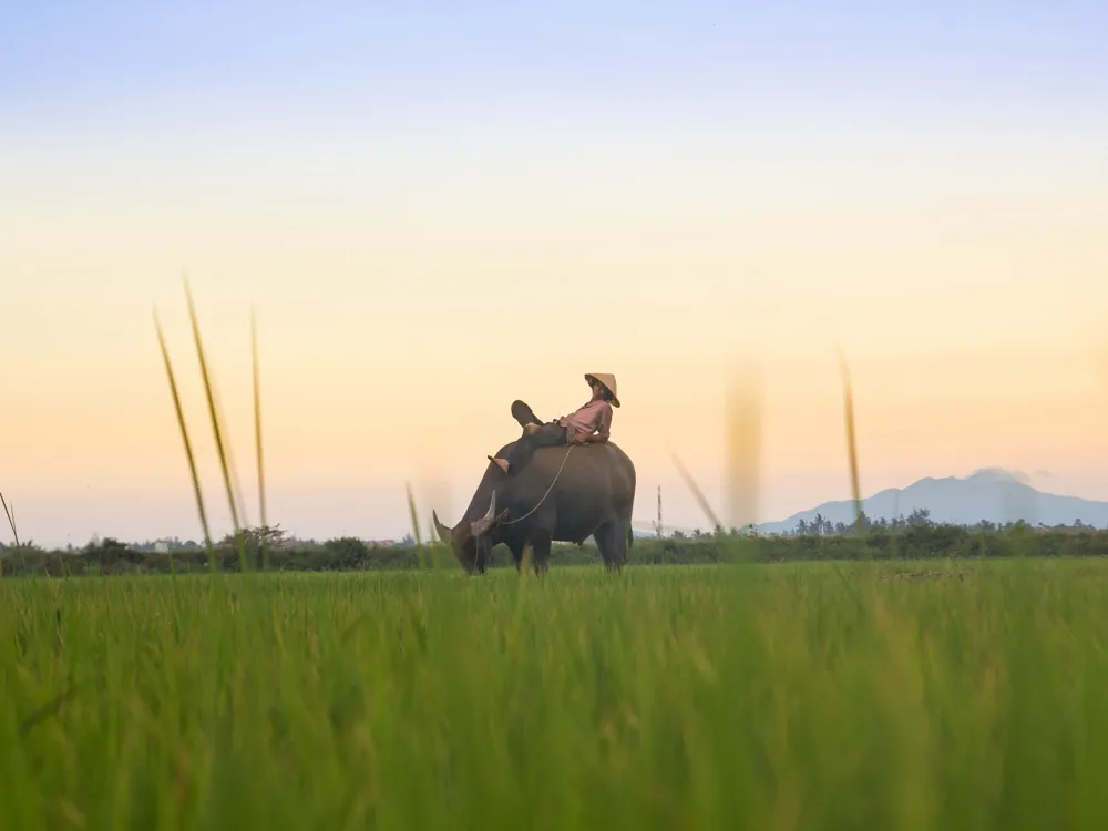 Hoi An Countryside