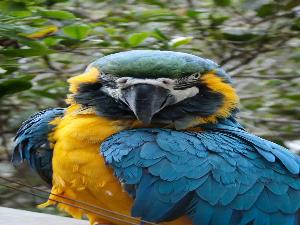 Hong Kong Bird Market