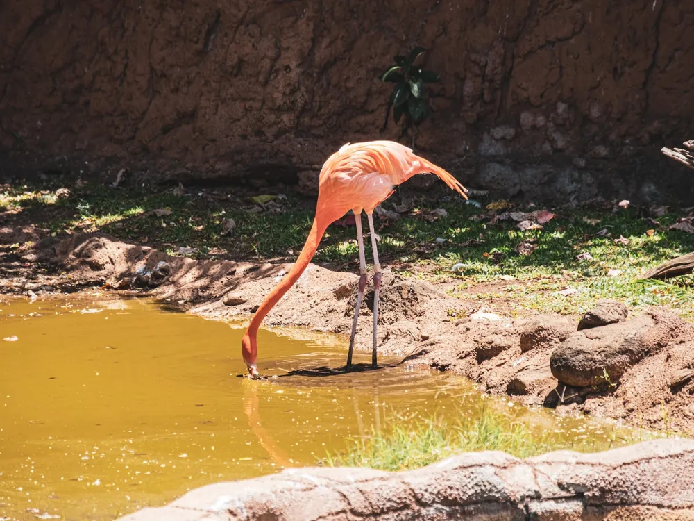 Honolulu Zoo