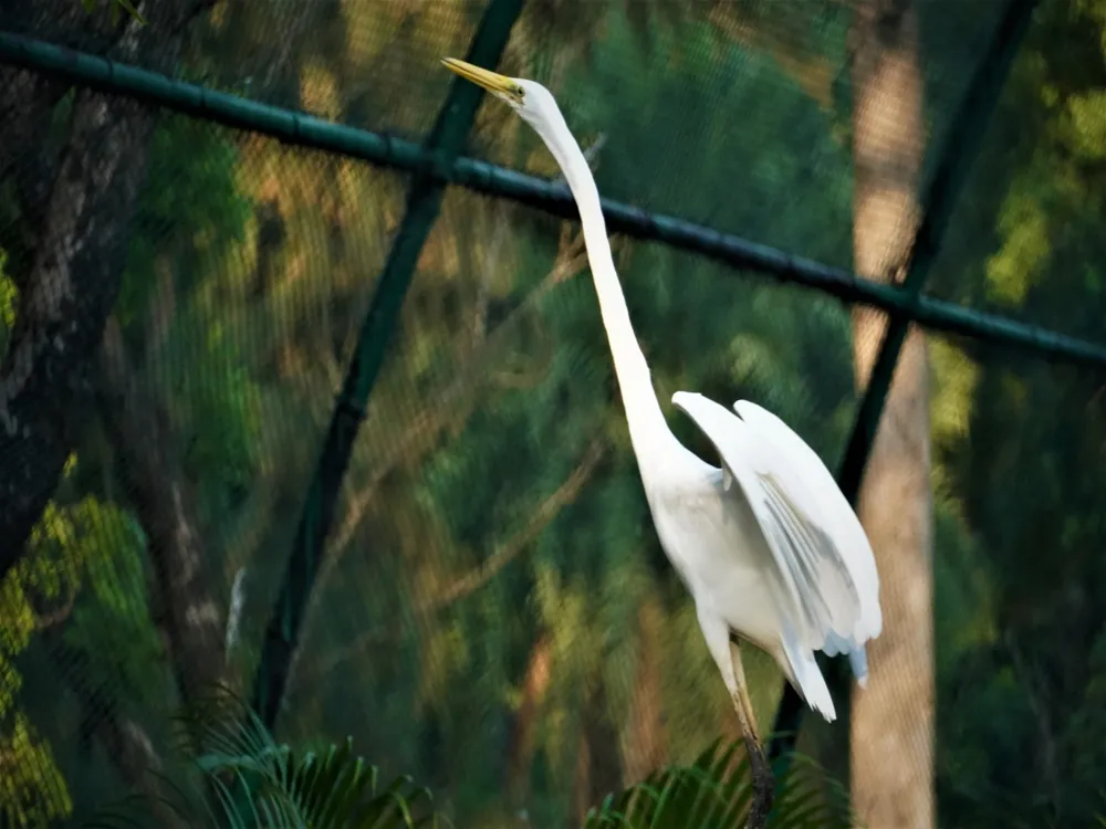 Nehru Zoological Park