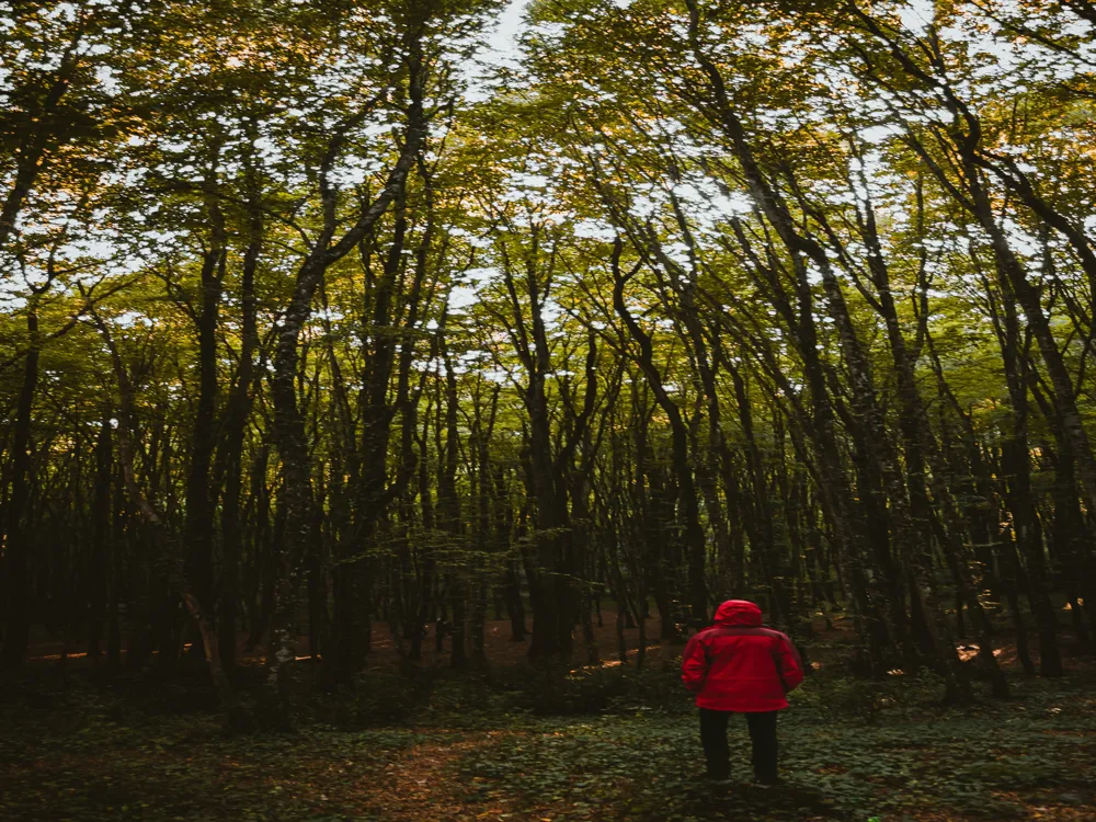 Belgrad Forest