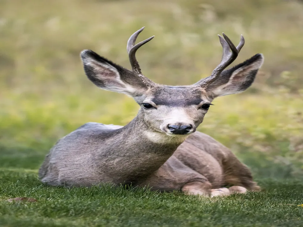 Deer Enclosure