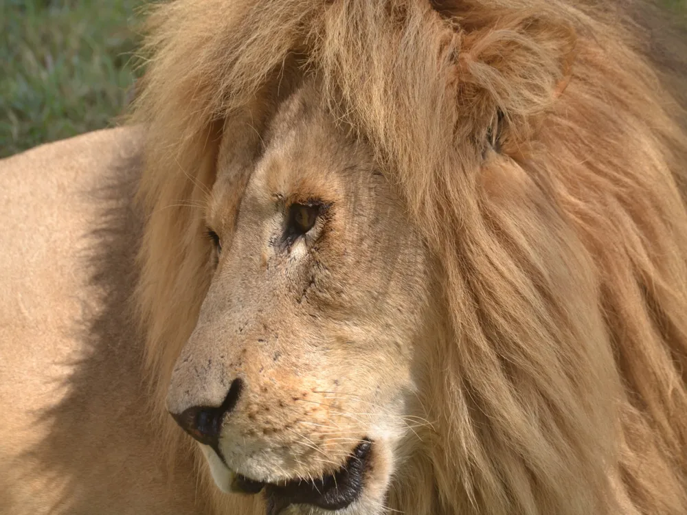 Lion and Safari Park Johannesburg