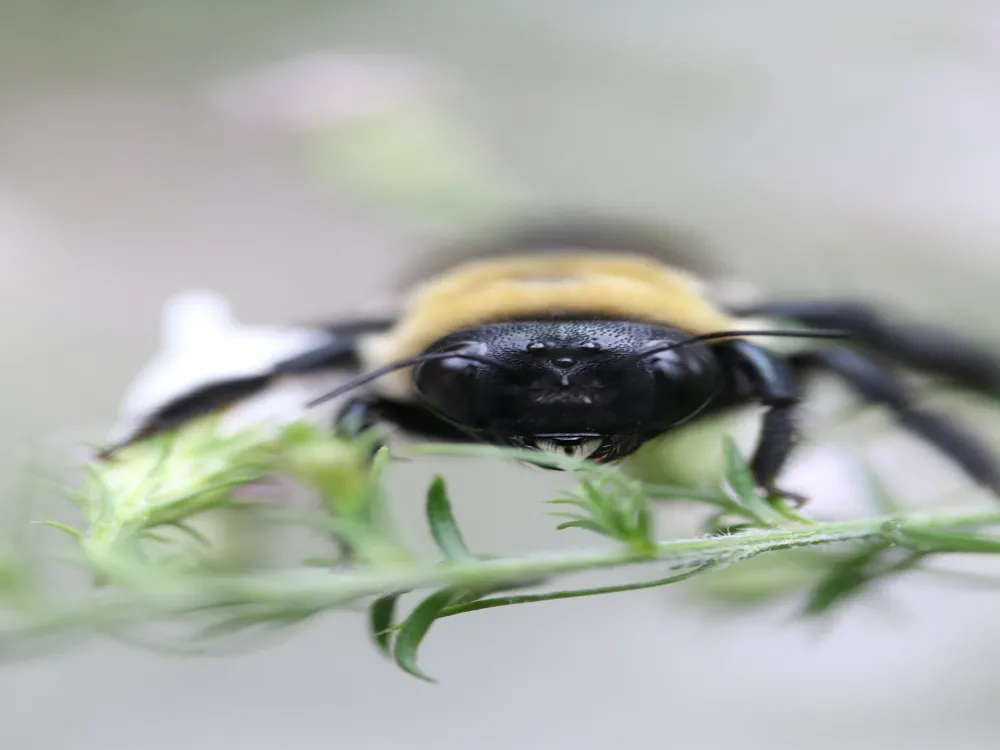 Plan Bee Beekeeping Centre