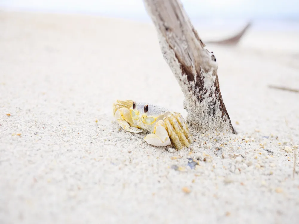 Crab Shacks