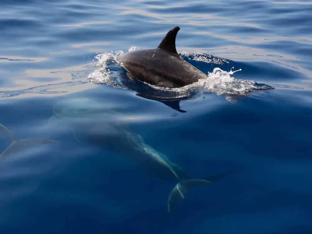 Dolphin Watching and Snorkelling