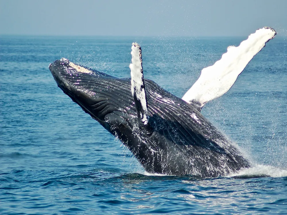 Whale Watching in Knysna