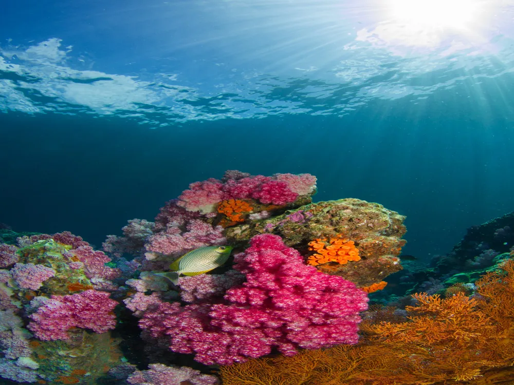 Diving at Koh Samui